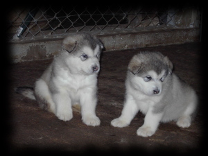 Alaskan Malamute Welpe