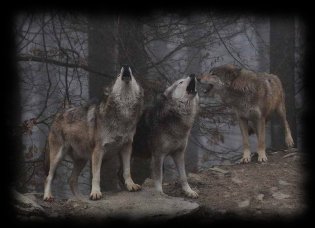 Howling of wolves