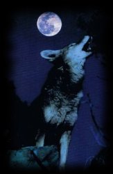 Wolf und Mond
